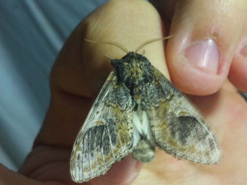 Notodonta tritophus - tarajos púposszövő