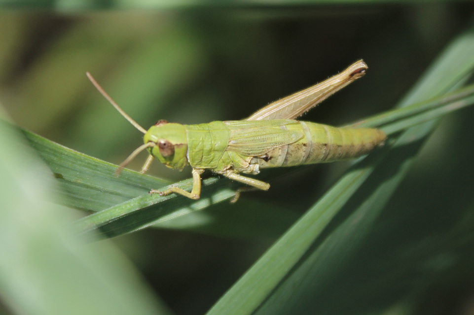 Pseudochorthippus parallelus - közönséges rétisáska
