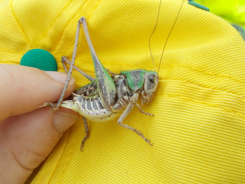Decticus verrucivorus - szemölcsevő szöcske