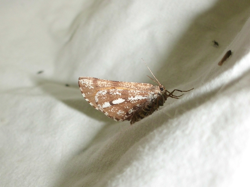 Bupalus piniaria - fenyőaraszoló