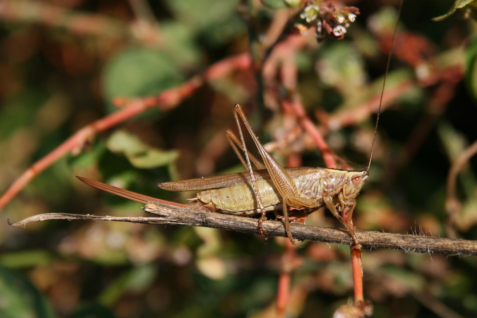 Conocephalus fuscus - kis kúpfejűszöcske