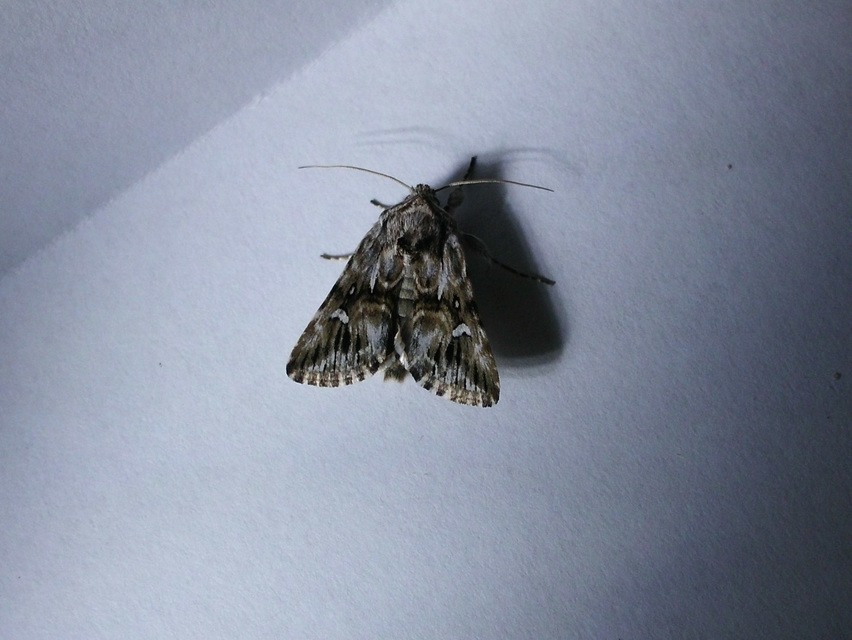 Calophasia lunula - gyújtoványfű-apróbagoly