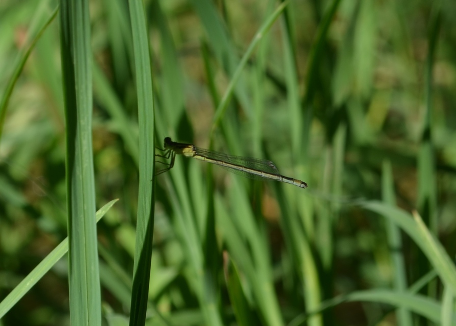 Ischnura elegans