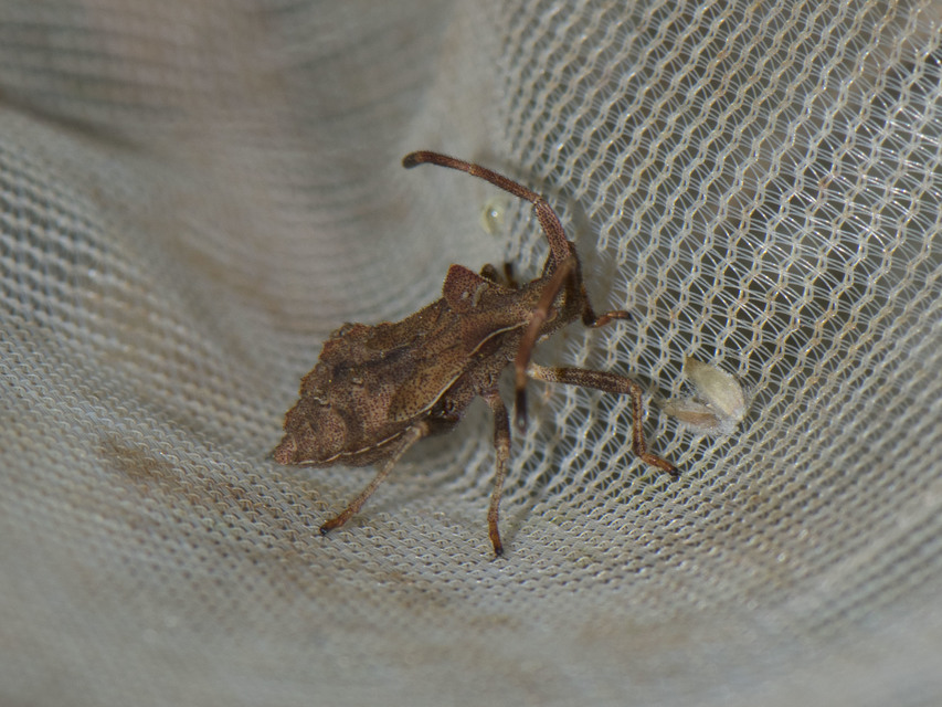 Coreus marginatus - közönséges karimáspoloska