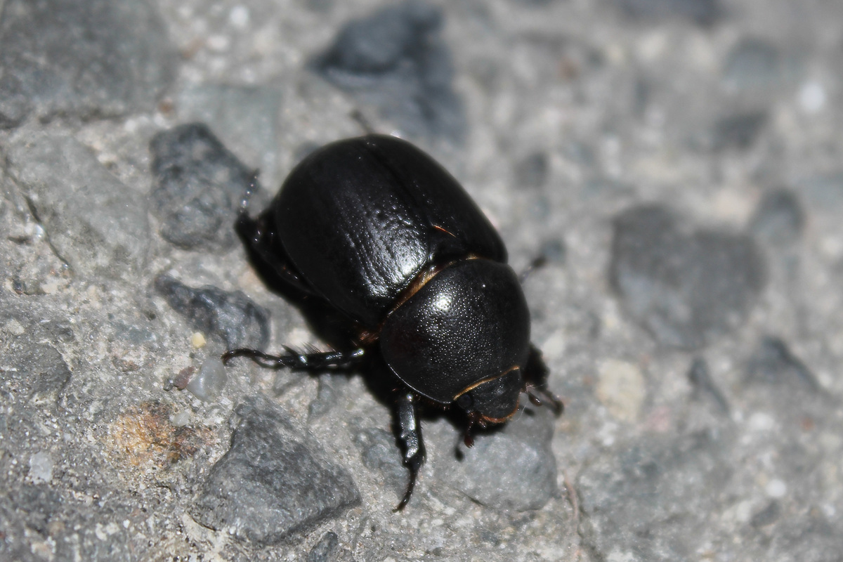 Pentodon idiota - butabogár