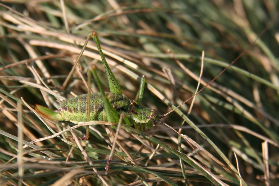 Leptophyes albovittata - közönséges virágszöcske
