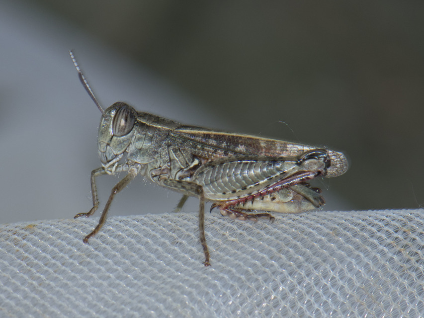 Calliptamus italicus - olaszsáska