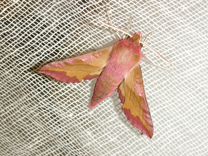 Deilephila porcellus - piros szender
