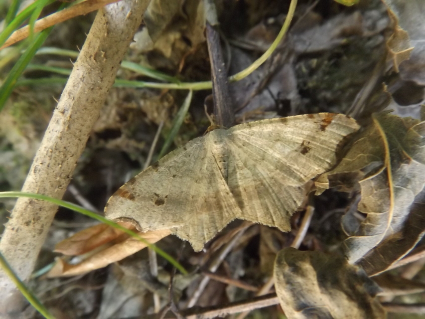 Macaria alternata - közönséges szürkearaszoló