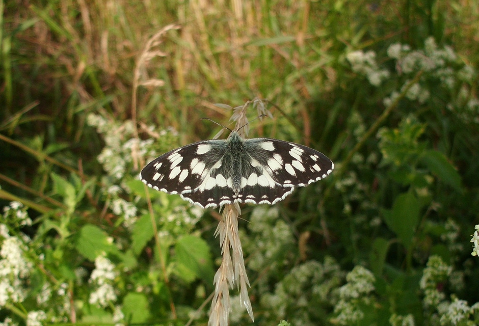 Melanargia galathea - sakktáblalepke