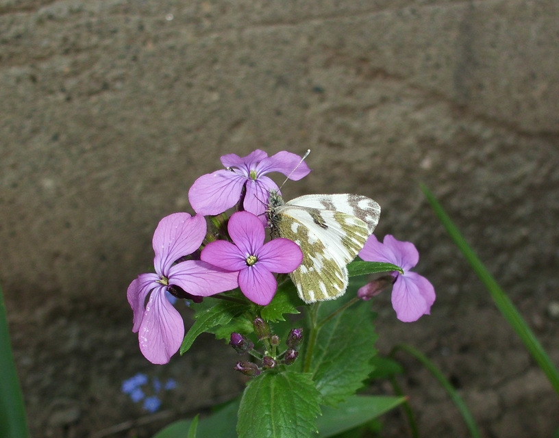 Pontia edusa - rezedalepke