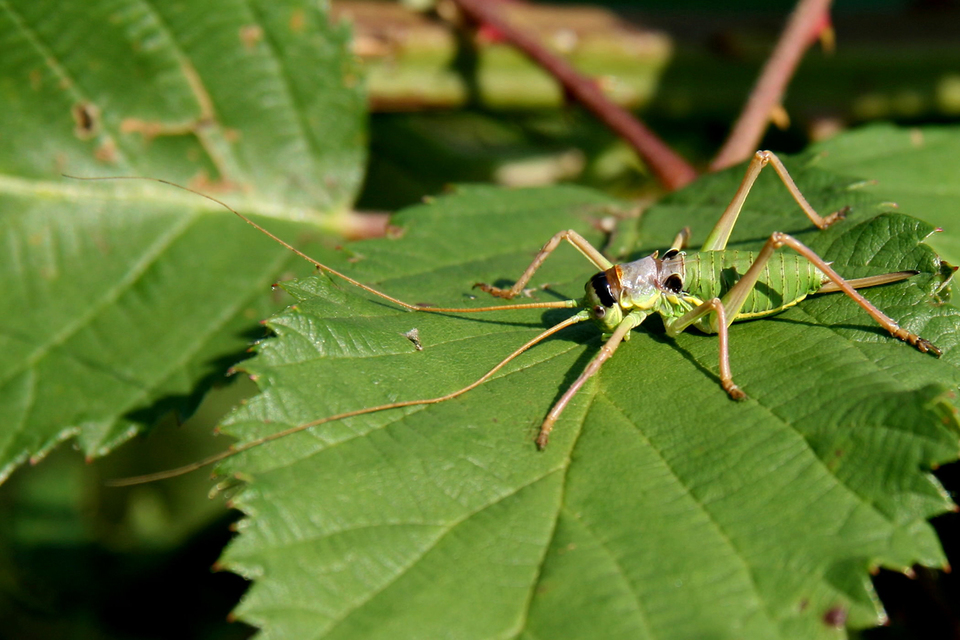 Ephippiger ephippiger - nyergesszöcske