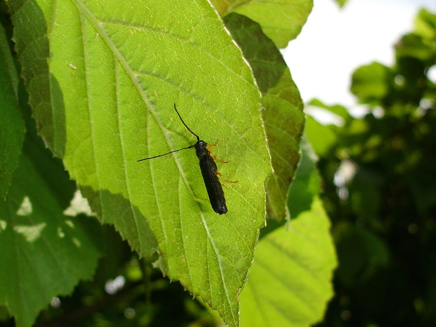 Oberea linearis - erdei mogyorócincér