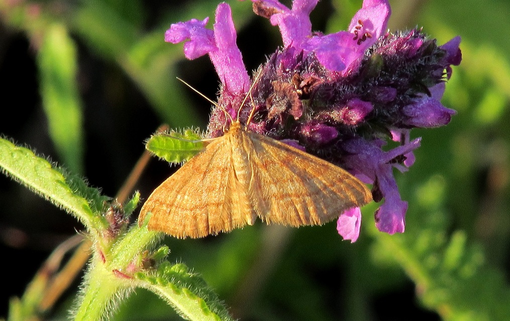 Idaea serpentata - kis sávosaraszoló