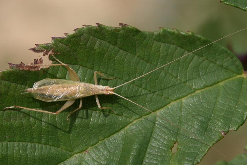 Oecanthus pellucens - pirregőtücsök