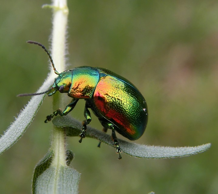 Chrysolina graminis - zöld varádicslevelész