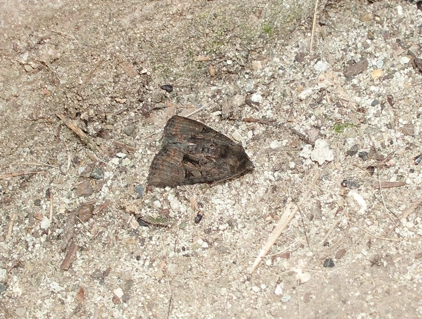 Oligia latruncula - fekete dudvabagoly