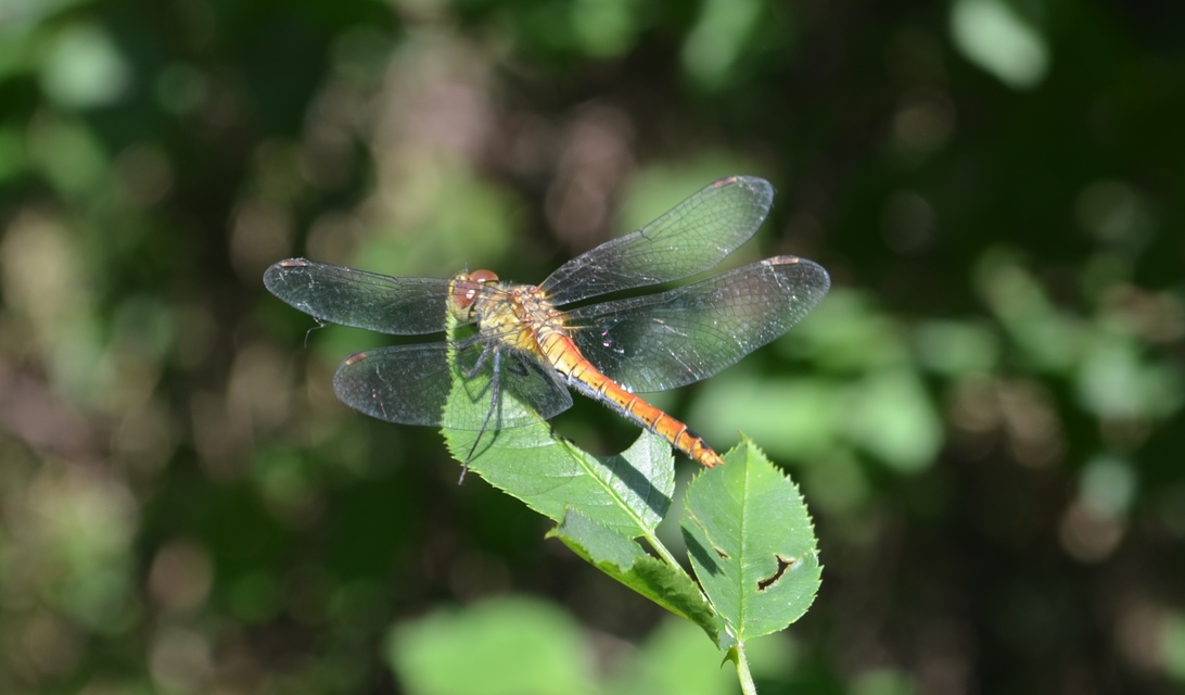Sympetrum sanguineum - vörös katona-szitakötő