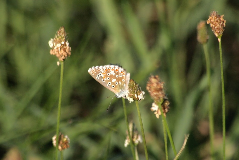 Polyommatus coridon - ezüstkék boglárka