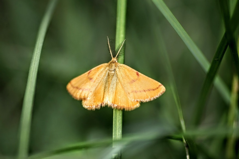 Lythria purpuraria - bíborsávos araszoló
