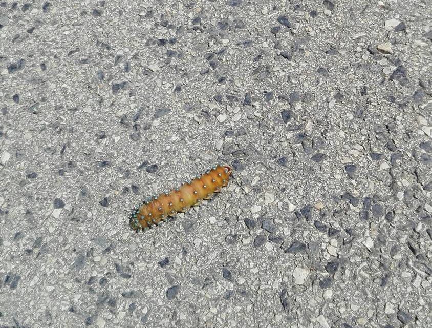 Saturnia pyri - nagy pávaszem