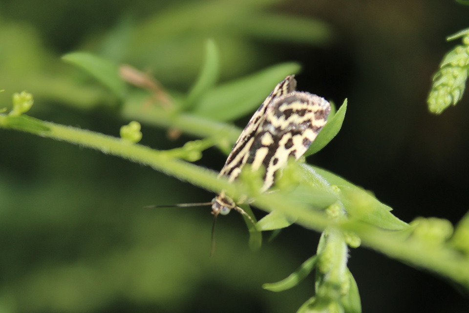 Emmelia trabealis - zebrabagoly