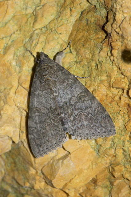 Catocala nupta - piros övesbagoly