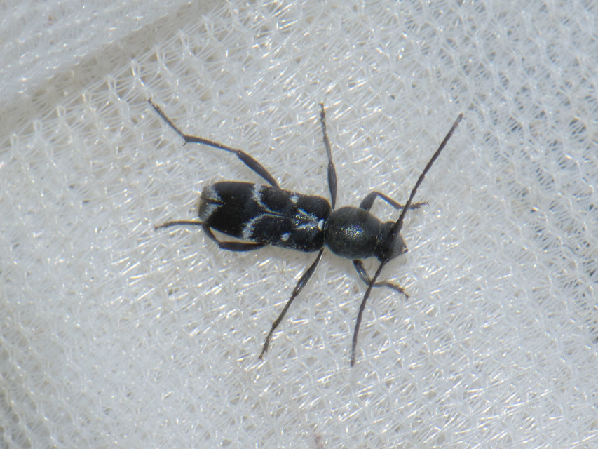 Chlorophorus sartor - feketevállú darázscincér