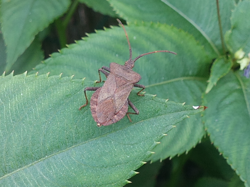 Coreus marginatus - közönséges karimáspoloska