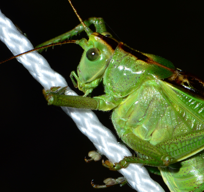 Tettigonia viridissima - zöld lombszöcske