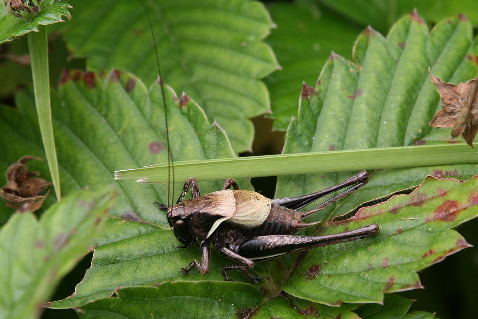 Pholidoptera aptera - nagy avarszöcske