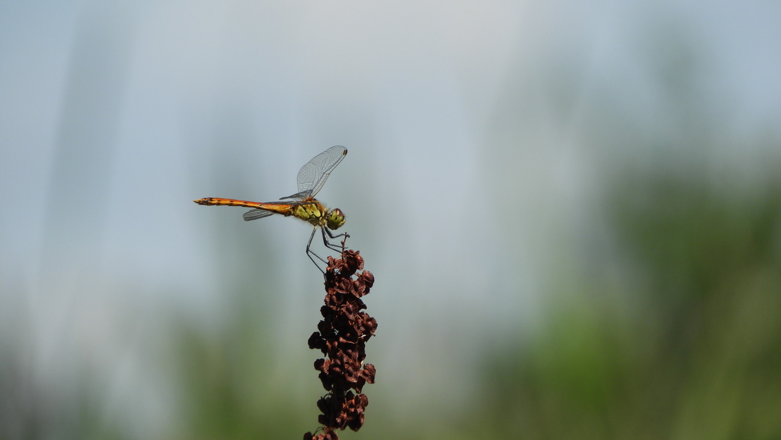 Sympetrum depressiusculum - ékfoltos katona-szitakötő