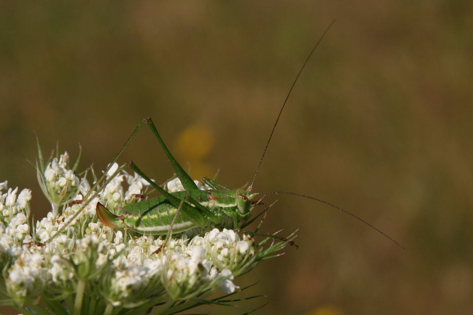 Leptophyes albovittata - közönséges virágszöcske