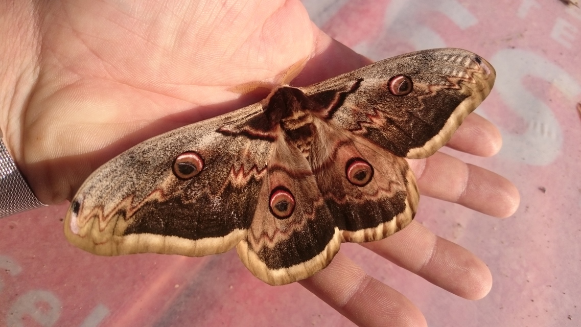 Saturnia pyri - nagy pávaszem