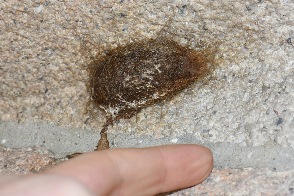 Saturnia pyri - nagy pávaszem