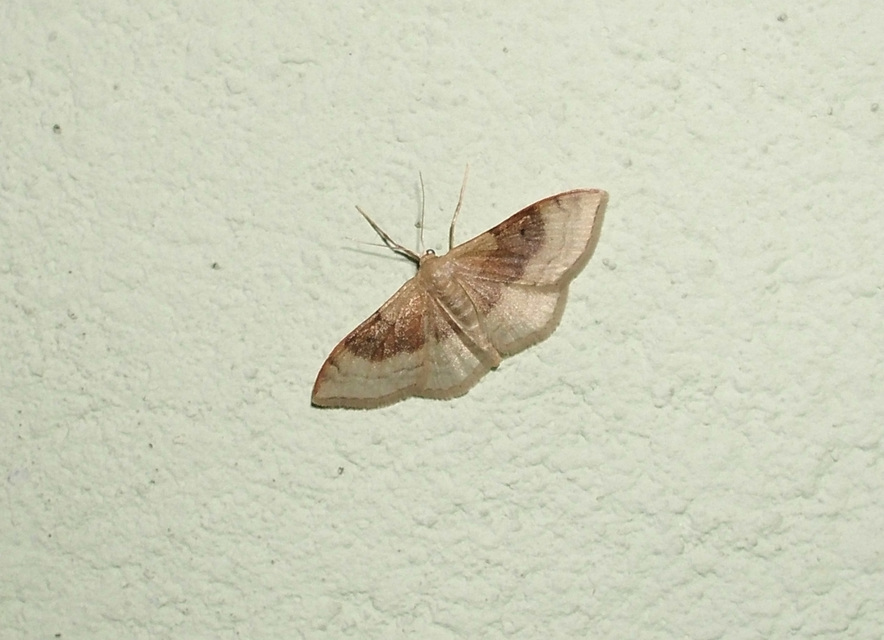Idaea degeneraria - barnasávos araszoló