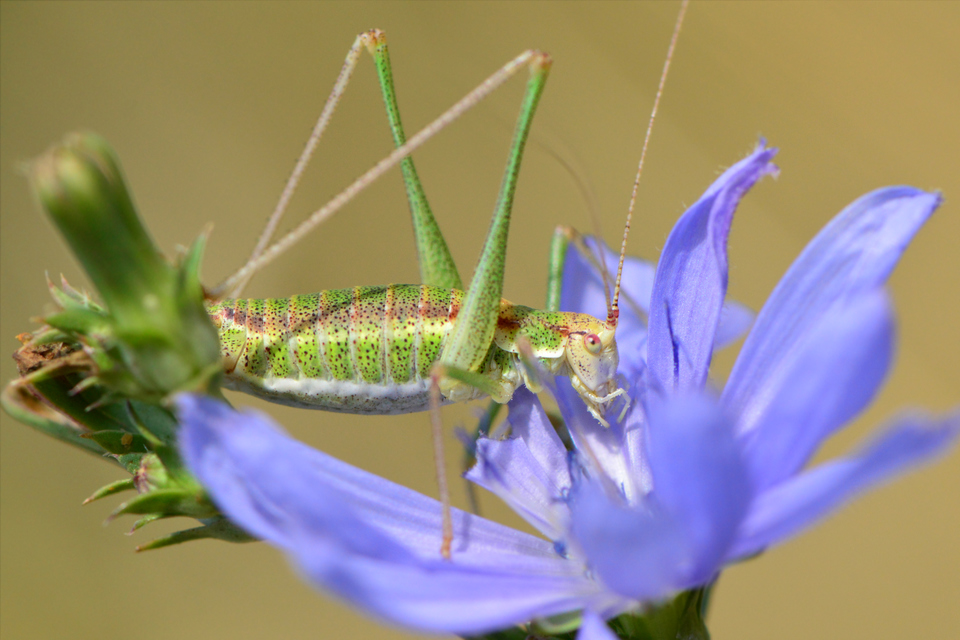 Leptophyes albovittata - közönséges virágszöcske