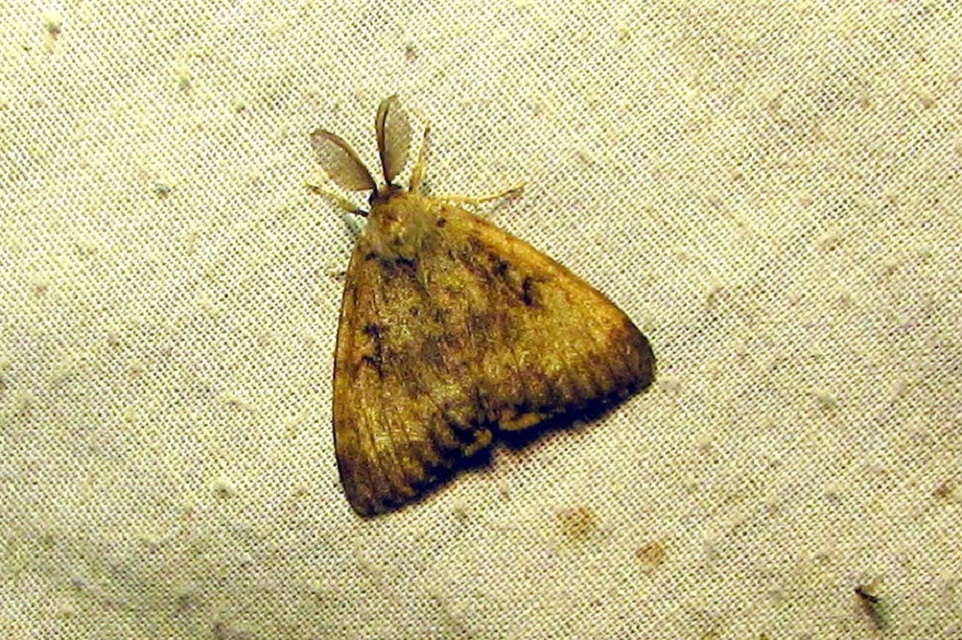 Lymantria dispar - gyapjaslepke