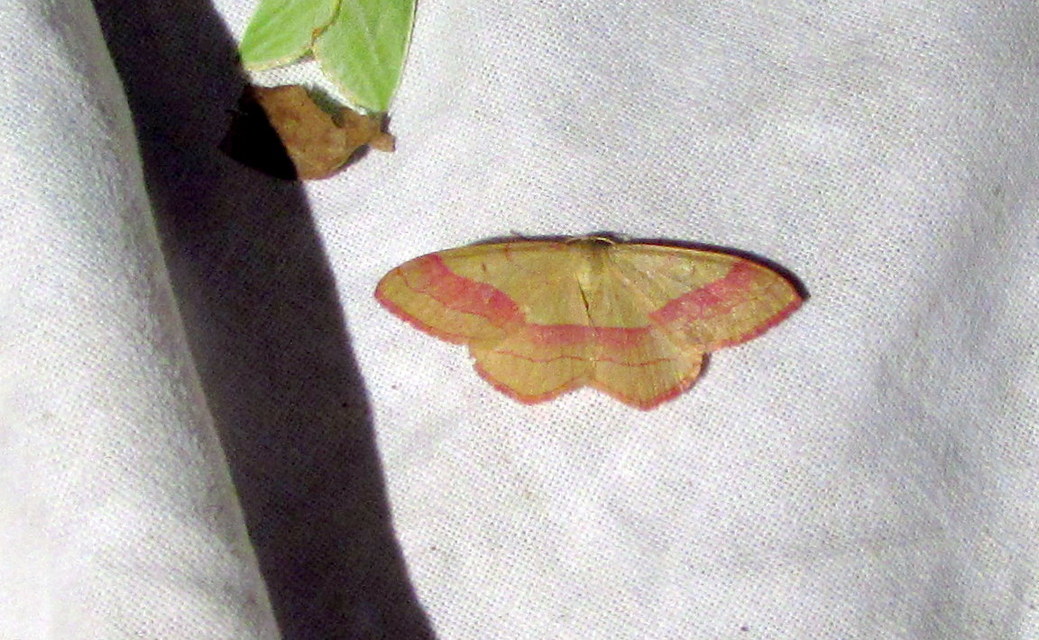 Rhodostrophia vibicaria - pirosszélű araszoló