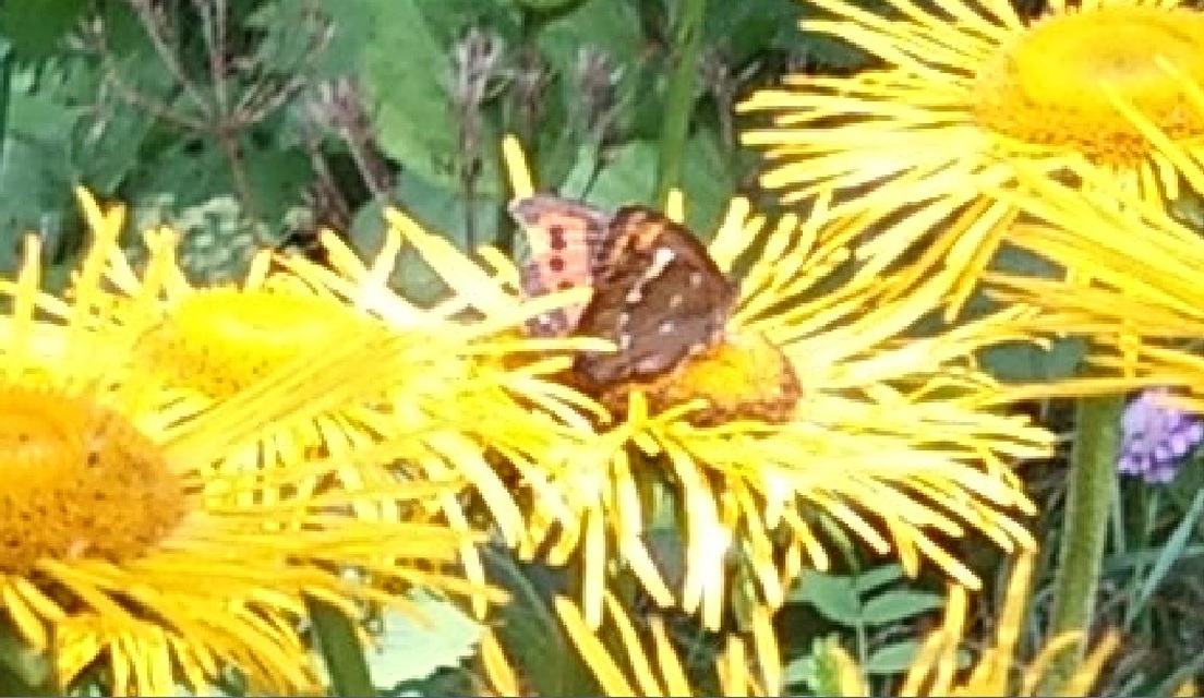 Erebia ligea - fehércsíkú szerecsenlepke