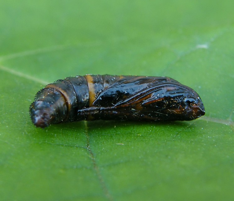 Paranthrene tabaniformis - bögölyszitkár