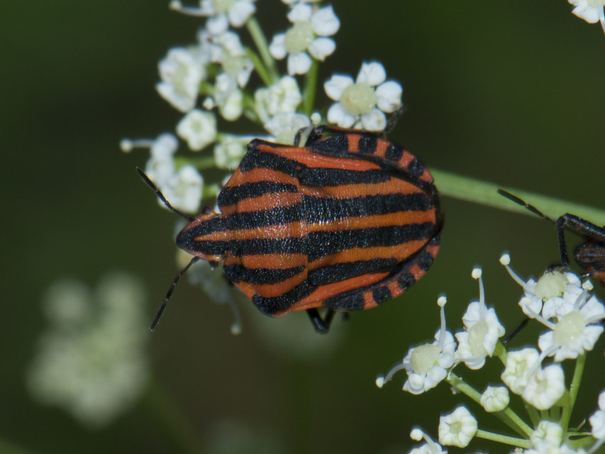 Graphosoma italicum - csíkos pajzsospoloska