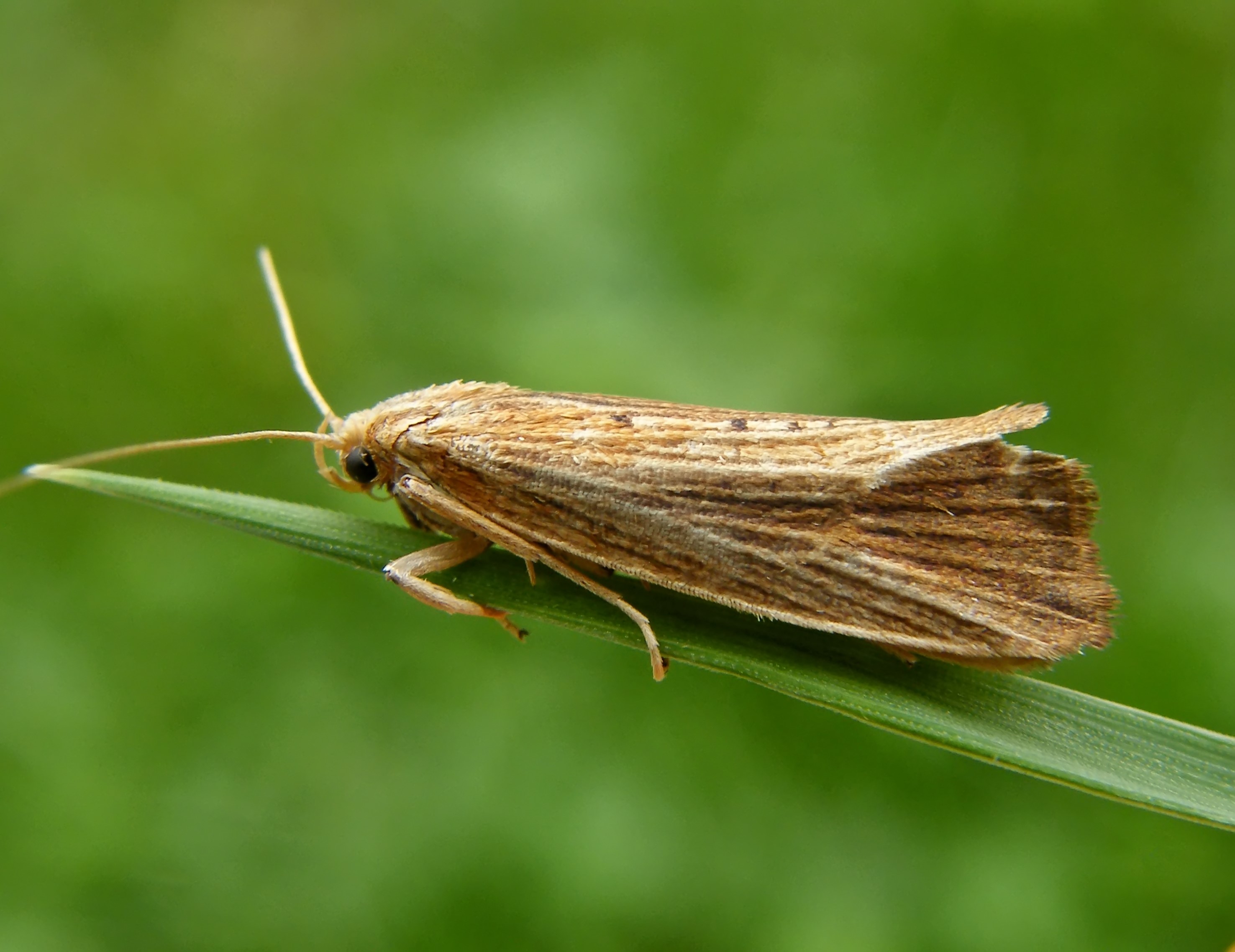Orthotelia sparganella - békabuzogánymoly