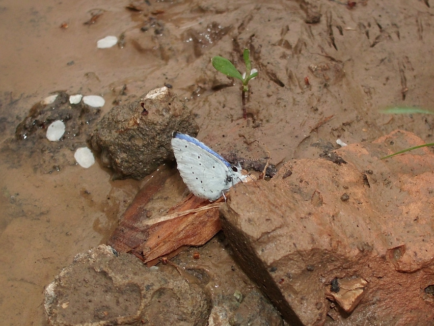 Celastrina argiolus - bengeboglárka