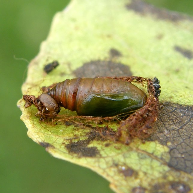 Lomaspilis marginata - szegélyes nyárfaaraszoló