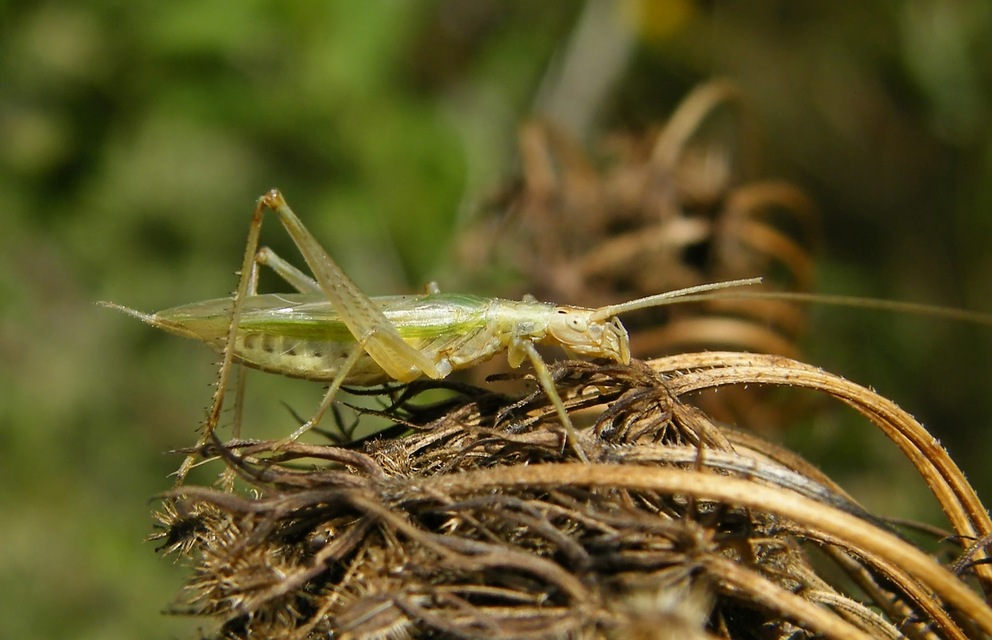 Oecanthus pellucens - pirregőtücsök