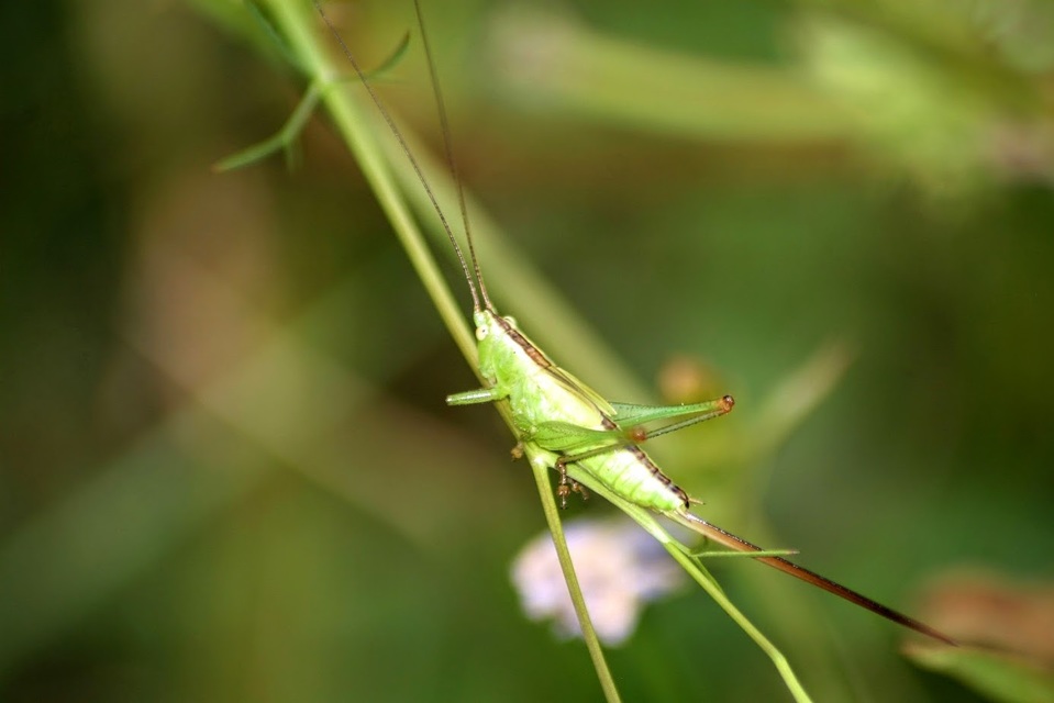 Conocephalus fuscus - kis kúpfejűszöcske