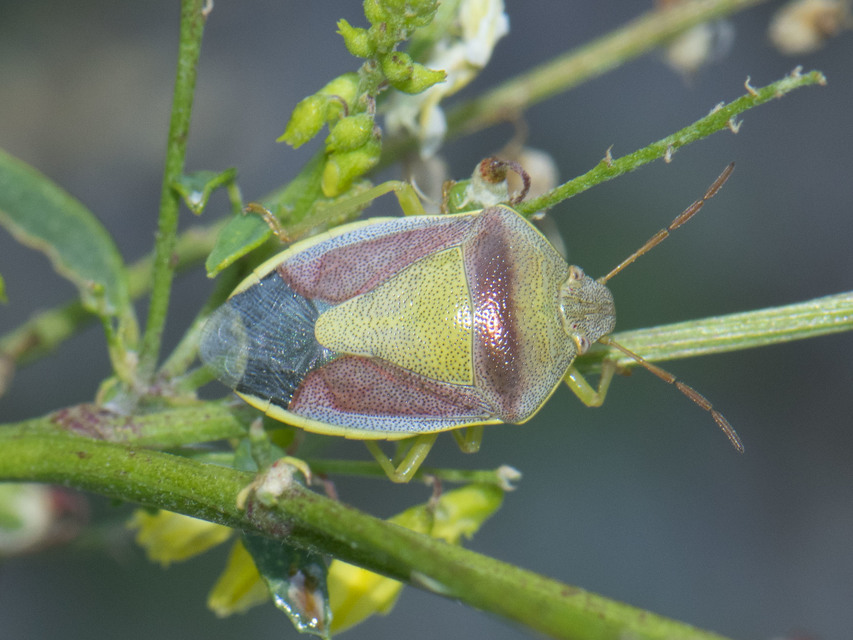Piezodorus lituratus - bíboros címerespoloska Piezodorus lituratus - bíboros címerespoloska