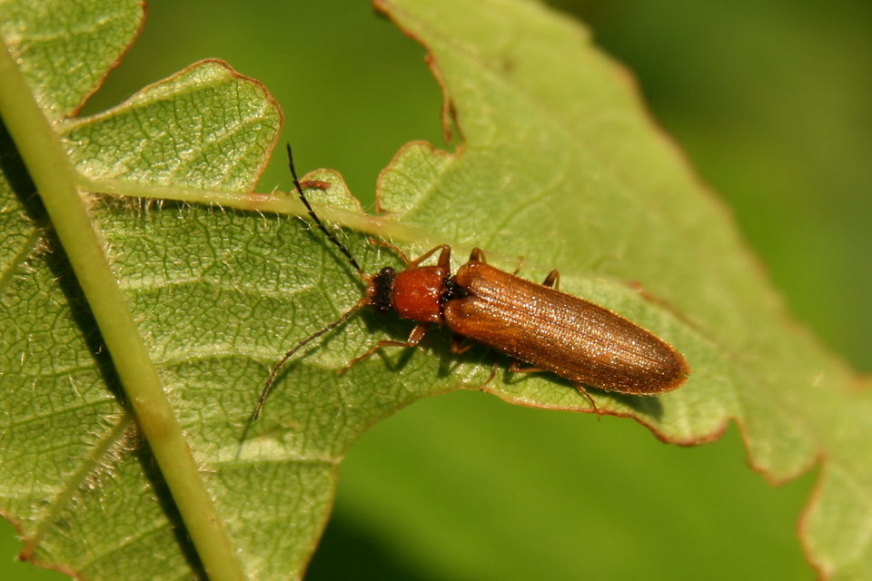Denticollis linearis - dülledtszemű pattanó