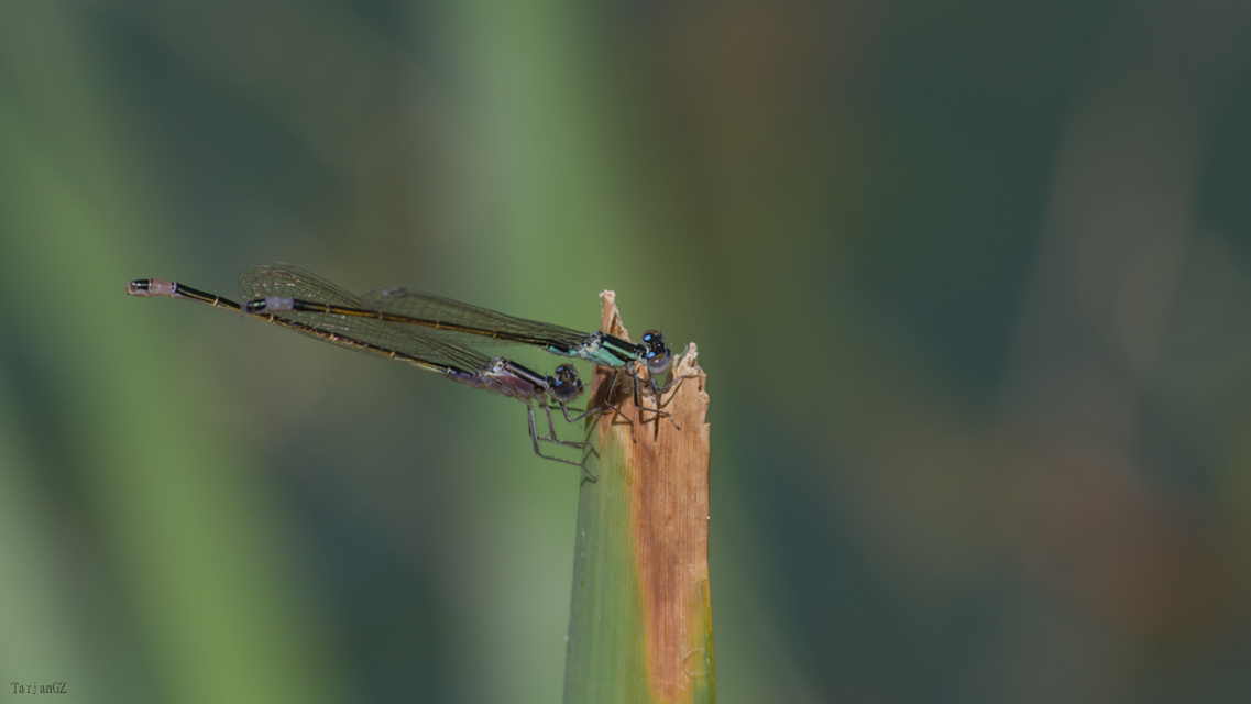 Ischnura elegans